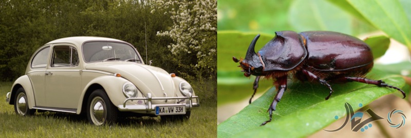 Beetle (Volkswagen)