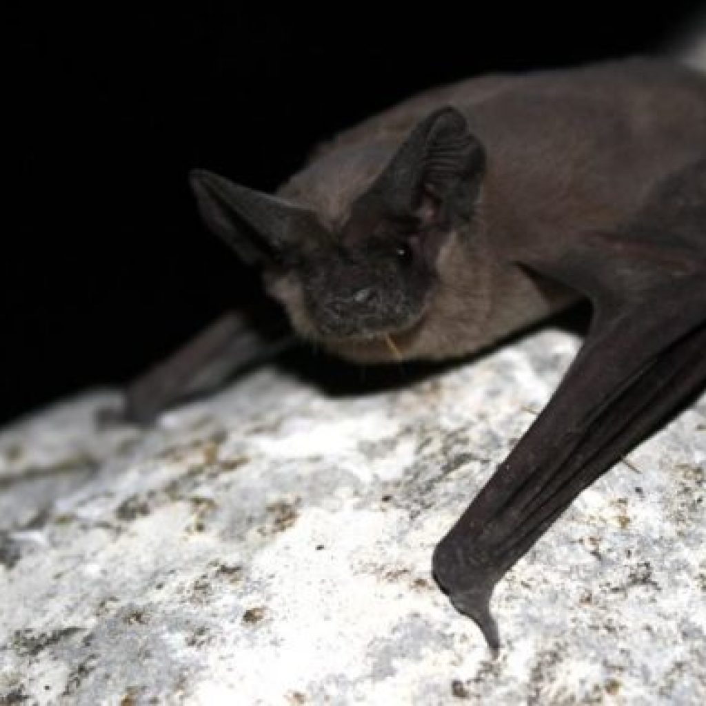 این خفاش می‌تواند با سرعتی بیش از ۱۶۰ کیلومتر در ساعت پرواز کند!