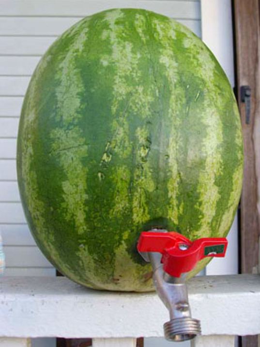 watermelonkeg