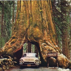 درخت سکویای کالیفرنیا معروف به تونل درختی سقوط کرد!