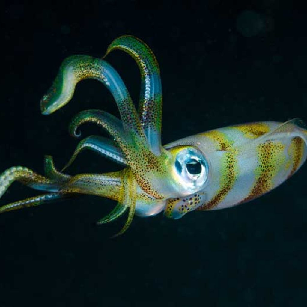 با ۱۰ جانور ترسناک دنیا آشنا شوید!