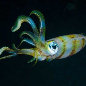 با ۱۰ جانور ترسناک دنیا آشنا شوید!