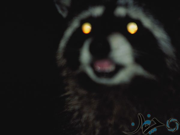 54ca5e207acd9_-_night-driving-05-0312-de