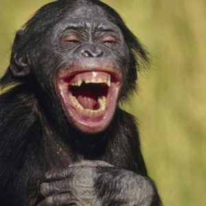 آیا حیوانات هم مانند انسان هنگام شادی می‌خندند؟!