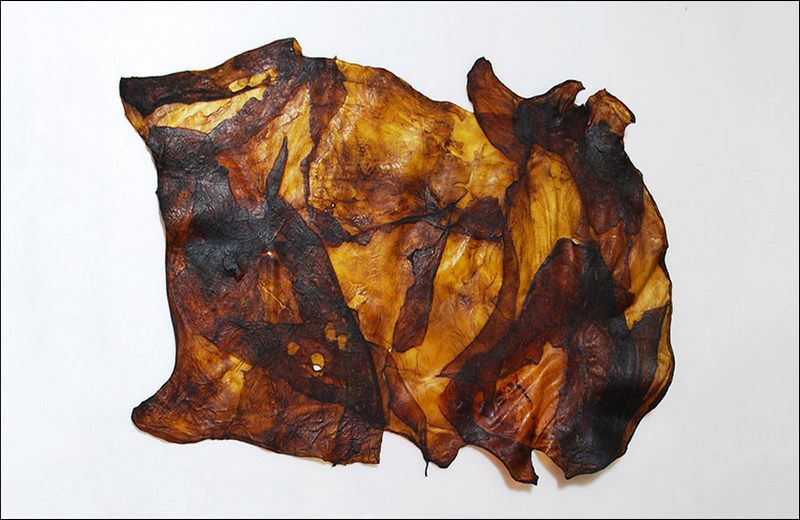 چرم عروس دریایی در بنتلی