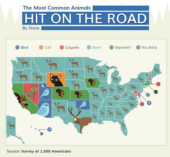 خسارت سالانه 4 میلیارد دلار برای تصادف با حیوانات!