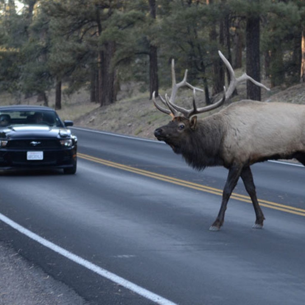 خسارت سالانه 4 میلیارد دلار برای تصادف با حیوانات!