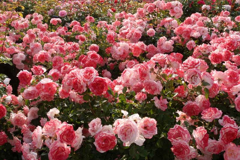 خرید گل رز باغچه؛ بهترین رز برای باغچه و نگهداری آن فلوریبوندا