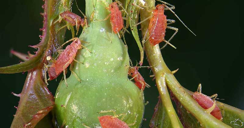خرید گل رز باغچه؛ بهترین رز برای باغچه و نگهداری آن آفت گل رز