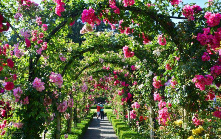 خرید گل رز باغچه؛ بهترین رز برای باغچه و نگهداری آن