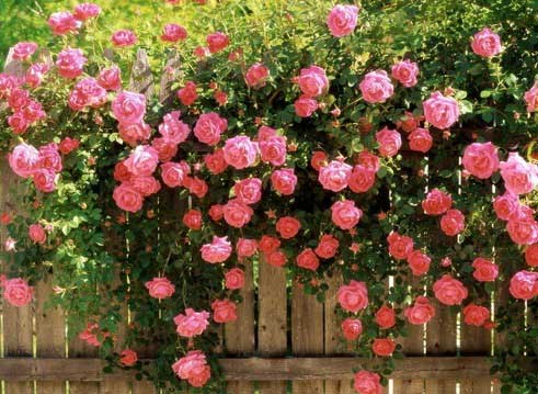 خرید گل رز باغچه؛ بهترین رز برای باغچه و نگهداری آن خرید گل رز باغچه؛ بهترین رز برای باغچه و نگهداری آن