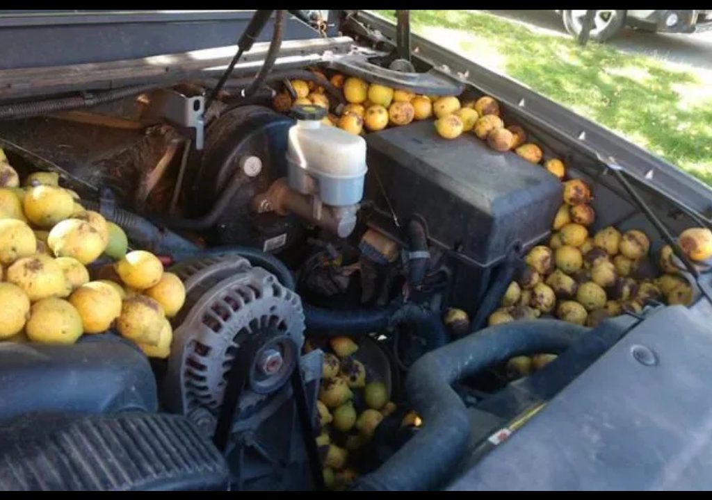 سنجابی که گردوهایش را زیر کاپوت Chevrolet Avalanche مخفی می‌کند!