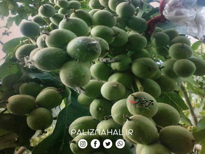 نهال گردو اصلاح شده چه مزایایی نسبت به ارقام بذری دارد؟ نهال گردو اصلاح شده چه مزایایی نسبت به ارقام بذری دارد؟