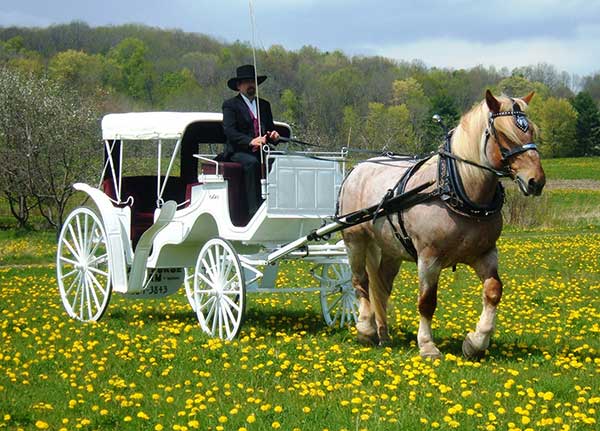 Wedding-Horse-and-Carriage