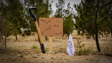 جایی که هر نهال، داستانی برای آینده‌ای سبز است رویشگاه فونیکس با مشارکت مردم احداث شد منبع سایت چرخان